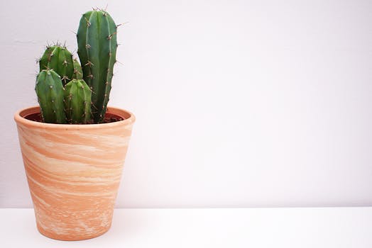 A vibrant cactus plant sits in a textured terracotta pot, perfect for indoor decor.
