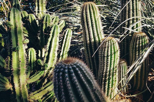 Close-up of various cacti basking in sunlight showcasing their spiky textures in a sunny garden.